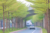 Hàng cây bàng lá nhỏ khiến đường lên cầu Thanh Trì đẹp như tranh