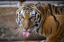 Biểu cảm “siêu đáng yêu” của các chú hổ thoát “lưỡi hái tử thần“