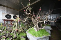 Chạy điều hoà “chống rét” cho đào Thất Thốn chờ Tết