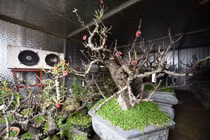 Chạy điều hoà “chống rét” cho đào Thất Thốn chờ Tết