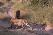 Mải mê săn mồi, báo hoa mai suýt bị chính đồng loại của mình “làm thịt“