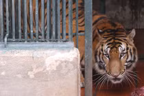 Nơi nuôi dưỡng những “chúa sơn lâm” may mắn thoát nạn buôn lậu