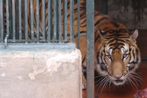 Nơi nuôi dưỡng những “chúa sơn lâm” may mắn thoát nạn buôn lậu