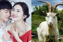 4 con giáp nam bên ngoài lạnh lùng bên trong thương vợ nhất quả đất