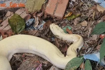 Những lần “Bạch xà” xuất hiện ở Việt Nam gây xôn xao dư luận