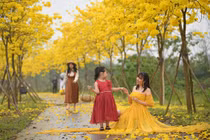 Hoa Phong Linh nở rộ, người dân check-in đường hoa đẹp nhất Hà Nội