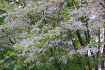 Mùa hoa sưa phủ "tuyết trắng" khắp trời Hà Nội