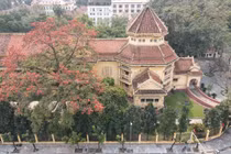 Tận ngắm cây gạo “siêu khủng” được đưa vào tour du lịch Hà Nội