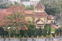 Tận ngắm cây gạo “siêu khủng” được đưa vào tour du lịch Hà Nội