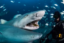 Thợ lặn mạo hiểm bơi cùng cá mập hổ khát máu