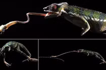 Quay chậm chiếc lưỡi ma thuật của tắc kè hoa 