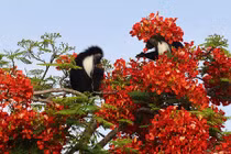 Ảnh động vật: Khỉ áo quý hiểm thưởng thức hoa phượng đỏ thắm