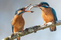 Ảnh động vật tuần: Tình tứ cảnh chim bói cá mớm mồi cho nhau