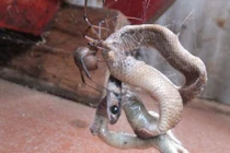 Rùng mình với cảnh nhện giăng bẫy bắt rắn nâu độc