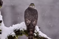 Ảnh động vật: Chim đậu cây phủ đầy tuyết trắng, cá mập "hiền lành"...