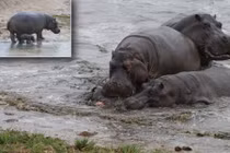 Hà mã con chết thảm trong vòng vây đồng loại