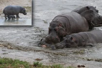 Hà mã con chết thảm trong vòng vây đồng loại