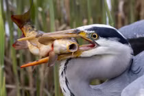 Ảnh động vật: Diệc xám "tra tấn" cá chép, thiên nga làm tổ...