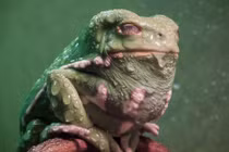 Kinh hãi ếch có khuôn mặt như quái vật 