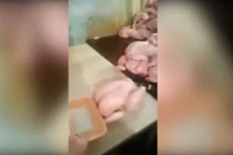 Gà còi biến thành gà lực sĩ nhờ hóa chất lạ 