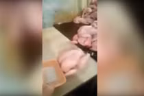 Gà còi biến thành gà lực sĩ nhờ hóa chất lạ 