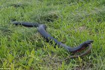 Rắn đen khổng lồ nuốt chửng đồng loại cùng kích thước