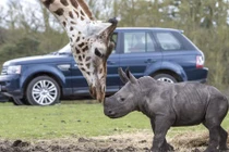 Tê giác mới chào đời bất ngờ kết thân hươu cao cổ