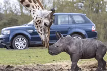 Tê giác mới chào đời bất ngờ kết thân hươu cao cổ