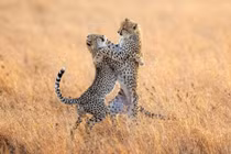 Ảnh động vật: Báo gấm "khiêu vũ" trên đồng cỏ, hươu đực quyết chiến...