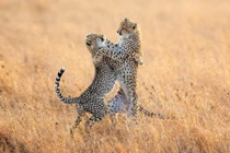 Ảnh động vật: Báo gấm "khiêu vũ" trên đồng cỏ, hươu đực quyết chiến...