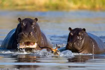 Tránh chó hoang, linh dương suýt thành mồi ngon cho hà mã