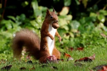 Ảnh động vật: Hươu đực gọi bạn tình, gấu ngủ ngon lành...