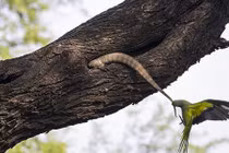 Vẹt mẹ bất lực chiến đấu với kỳ đà để bảo vệ con