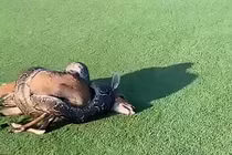 Ảnh động vật: Trăn đá siết cổ linh dương, sư tử ngáp...