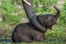 Tận mắt voi mẹ vất vả giải cứu con khỏi hồ nước