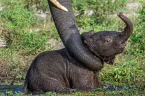 Tận mắt voi mẹ vất vả giải cứu con khỏi hồ nước