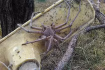 Hình ảnh khủng khiếp của loài nhện khổng lồ ở Australia 