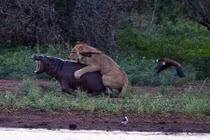 Hà mã con kêu mẹ đến cứu khỏi nanh vuốt sư tử