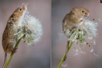 Ảnh động vật đáng yêu: Chuột đồng chơi với bồ công anh