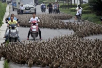 Ảnh động vật ấn tượng: Động vật ý thức băng qua đường 