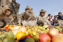 Hàng trăm khỉ đuôi dài đại náo tiệc buffet ở Thái Lan