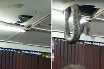 Hoảng loạn vì trăn khổng lồ rơi xuống từ trần nhà hàng