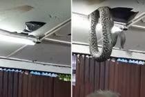 Hoảng loạn vì trăn khổng lồ rơi xuống từ trần nhà hàng