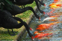 Thiên nga đứng xếp hàng mớm mồi nuôi... cá chép 