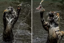 Ấn tượng khoảnh khắc hổ đói bắt thức ăn trong vườn thú