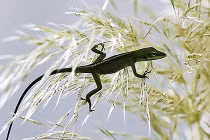 Ảnh động vật tuần qua: Thằn lằn "phi thân" trên cỏ dại