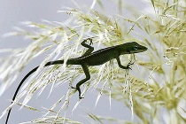 Ảnh động vật tuần qua: Thằn lằn "phi thân" trên cỏ dại