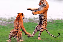 Kịch tính hổ quyết đấu như võ sĩ quyền anh