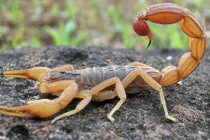 Những loài động vật sống tốt bất chấp chiến tranh hạt nhân