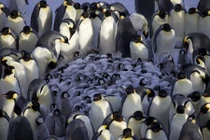 Chim cánh cụt Hoàng đế dàn hàng, ủ ấm đàn con nhỏ